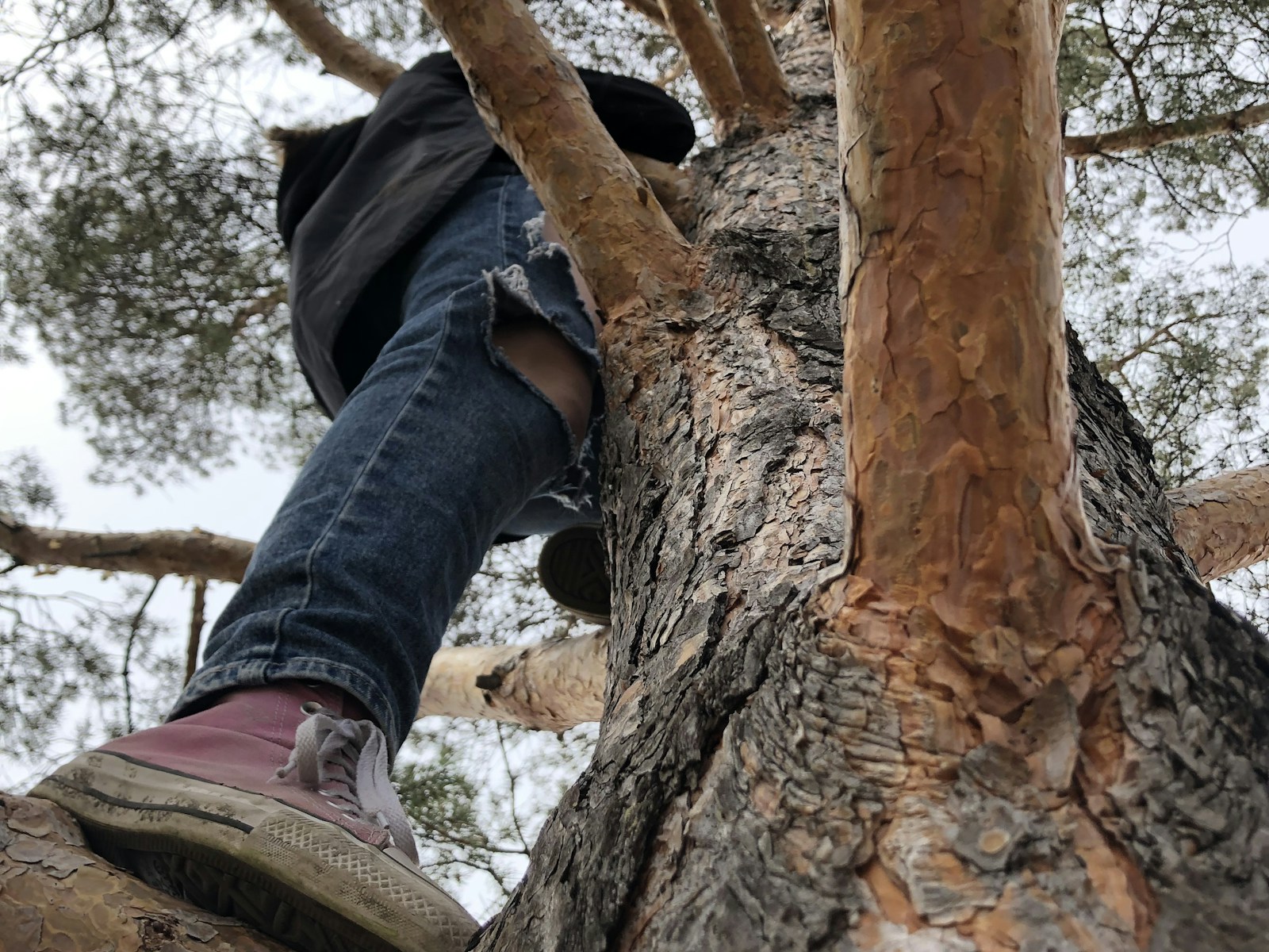 Emergency crew working on a tree that has fallen after a storm