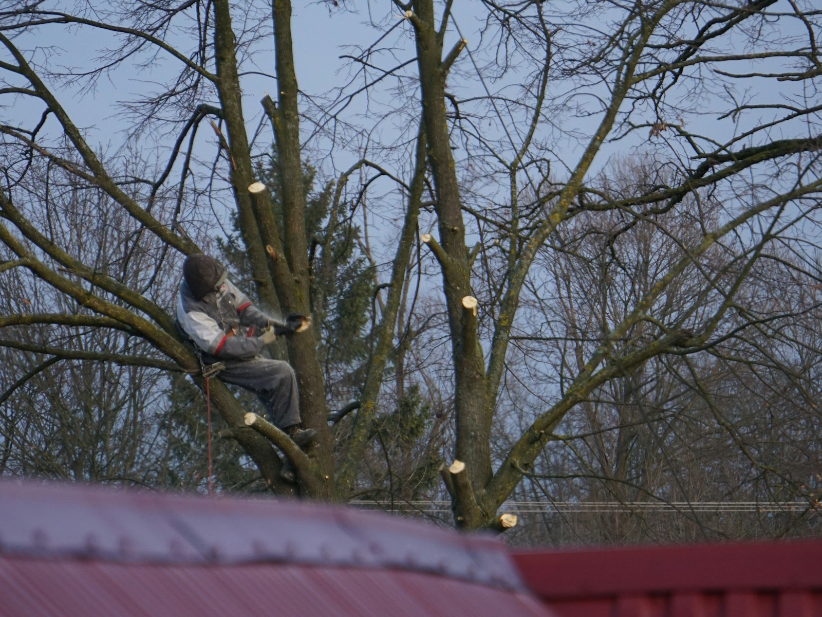 Professional tree trimmer pruning branches of a large tree