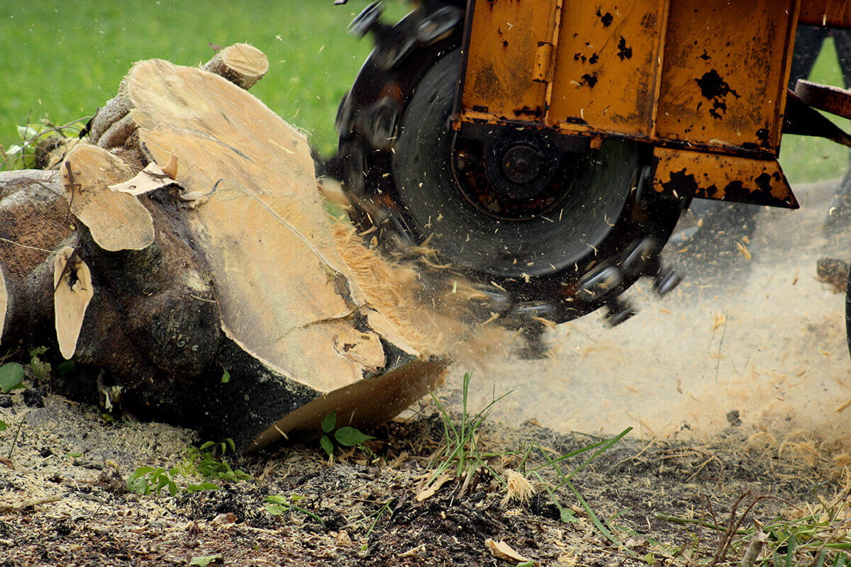 Professional stump grinding service