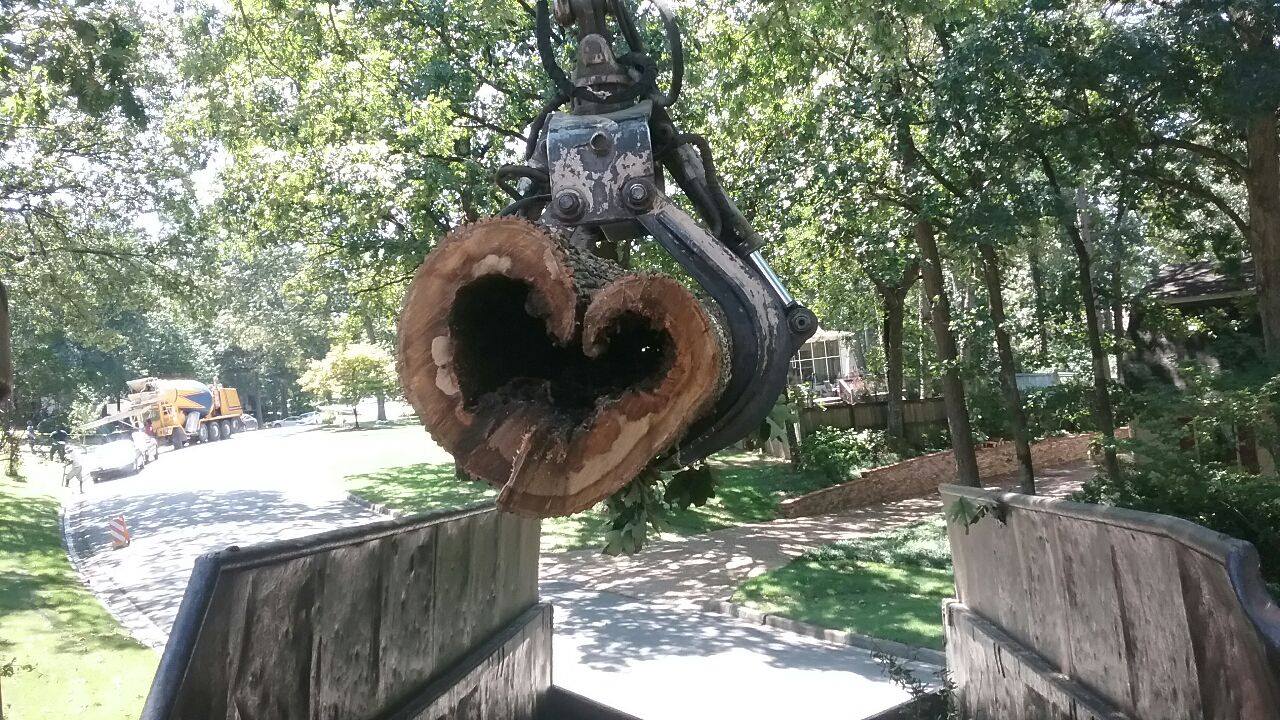 Tree care professionals at work