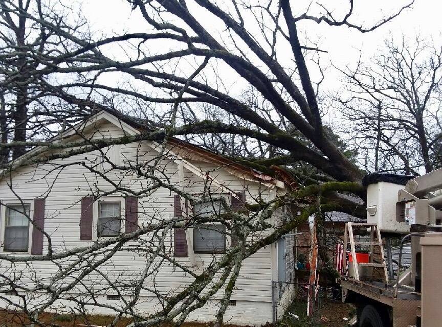 Professional tree removal by Giraffe Tree Service